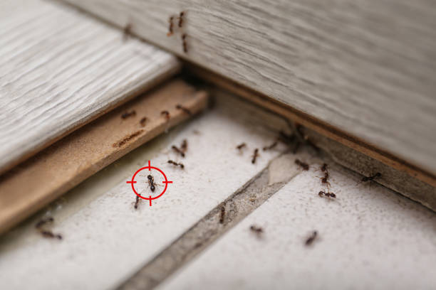 Pest Control for Restaurants in Beechwood, MS
