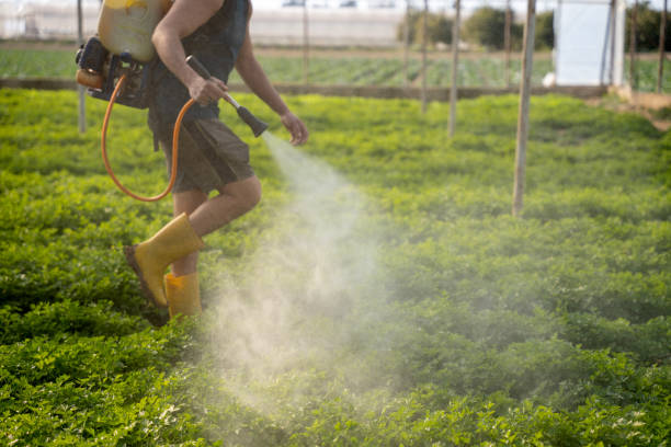 Best Affordable Pest Control Services  in Beechwood, MS