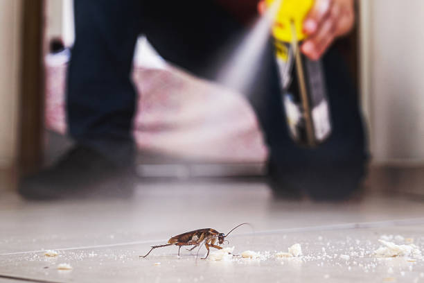 Best Flea Control Services  in Beechwood, MS